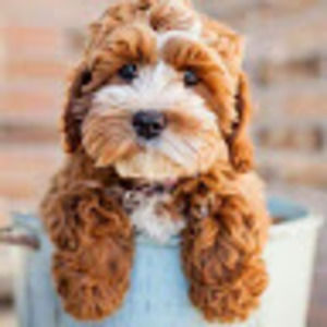 Meet your Posher, Eva